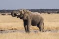 2012-07-05 Namibia 347 - Etoscha Nationalpark - Afrikanischer Elefant